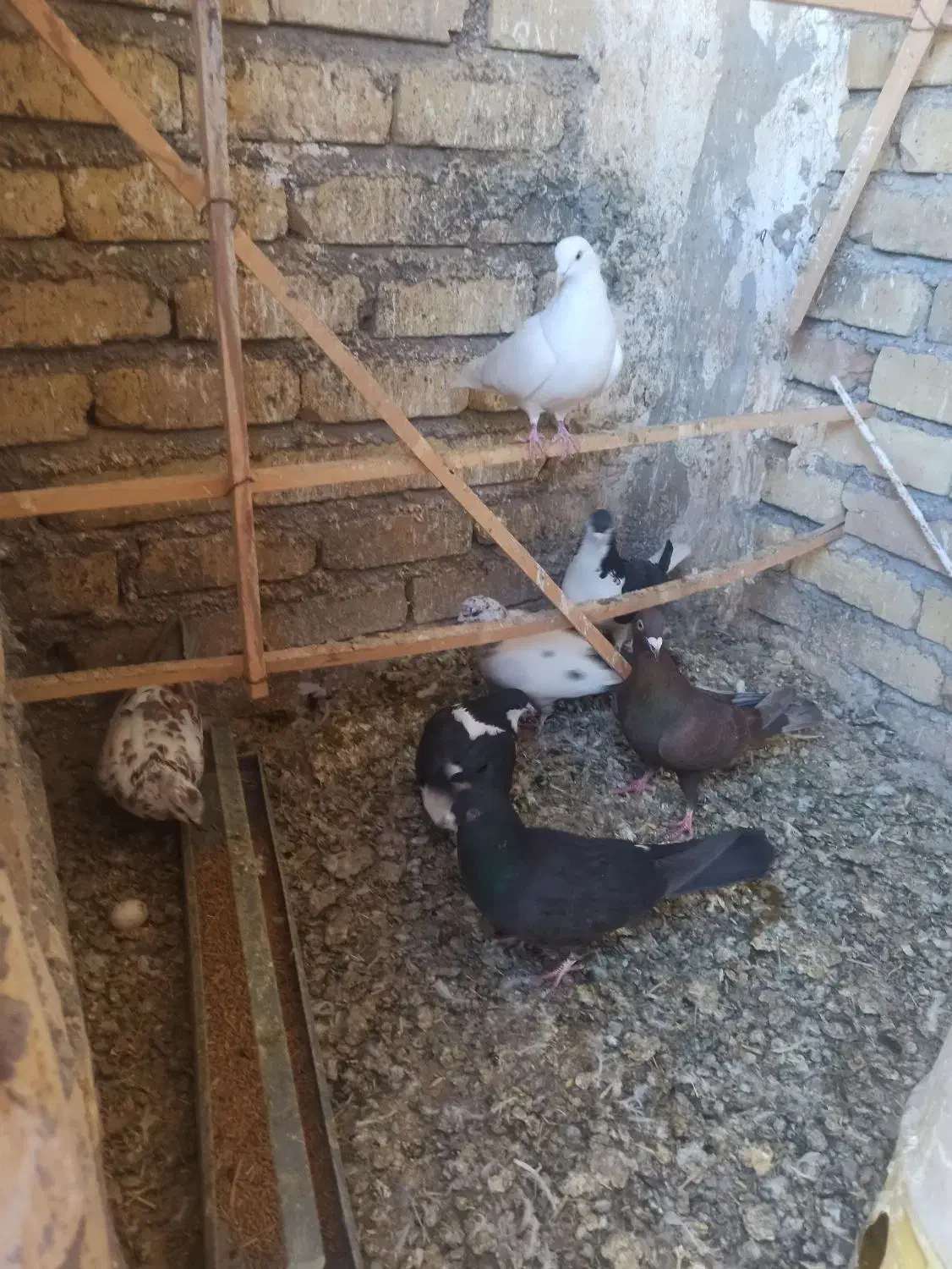 کبوتر|پرنده|ضیاء آباد, |دیوار