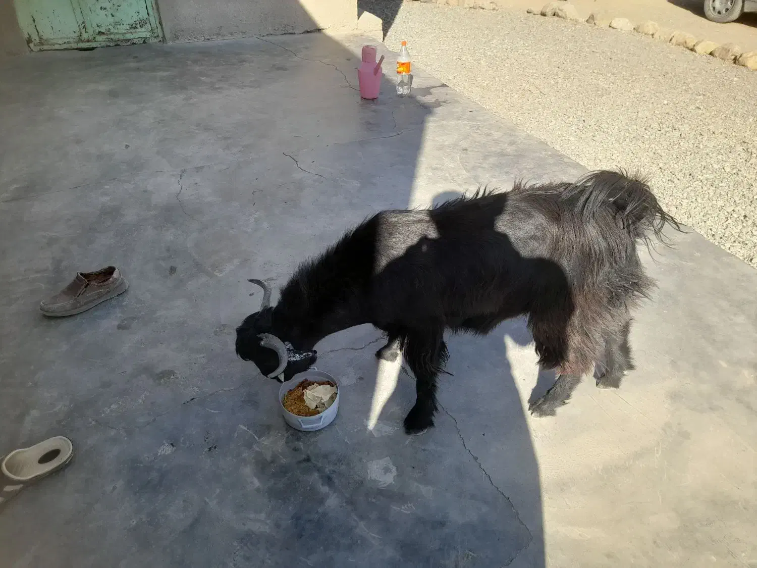 کهره نر|حیوانات مزرعه|گتیج, |دیوار