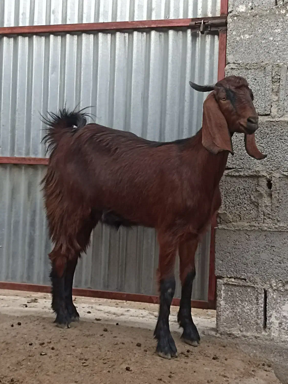 فروش بز و طوقلی زیرقوچی|حیوانات مزرعه|سیمین شهر, |دیوار