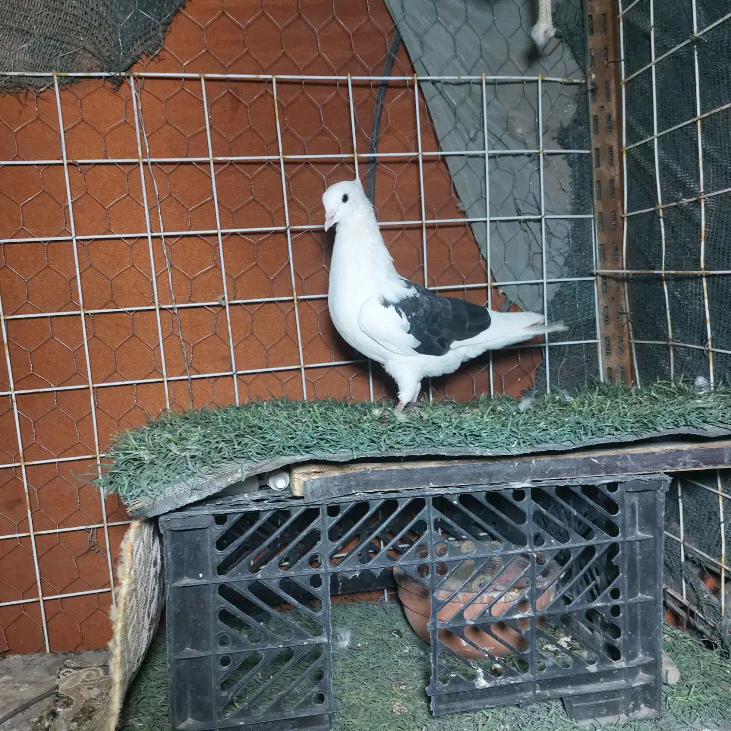 کبوترا همه تضمین|پرنده|میناب, |دیوار