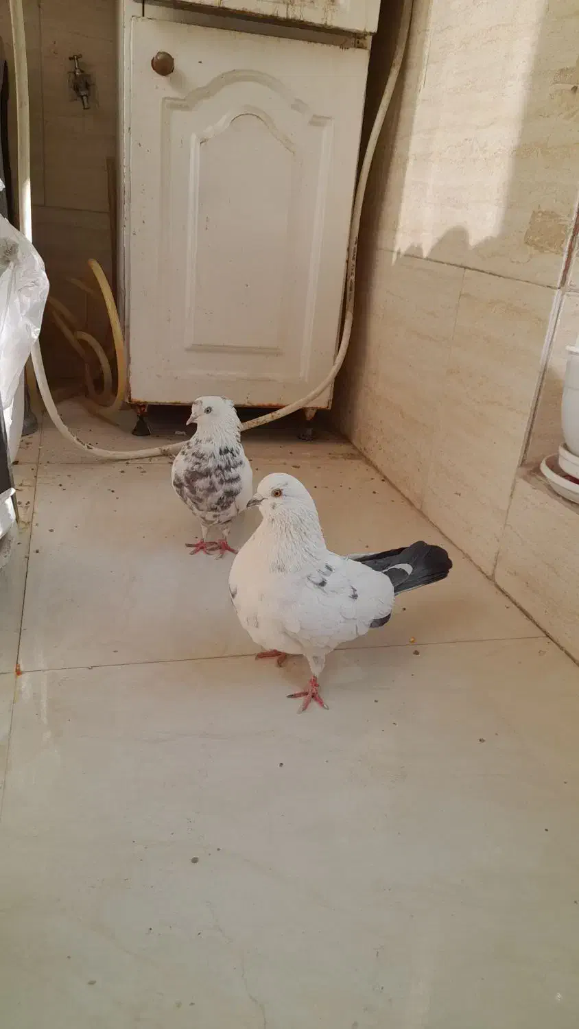 کبوتر|حیوانات|اسلامشهر, شهرک قائمیه|دیوار