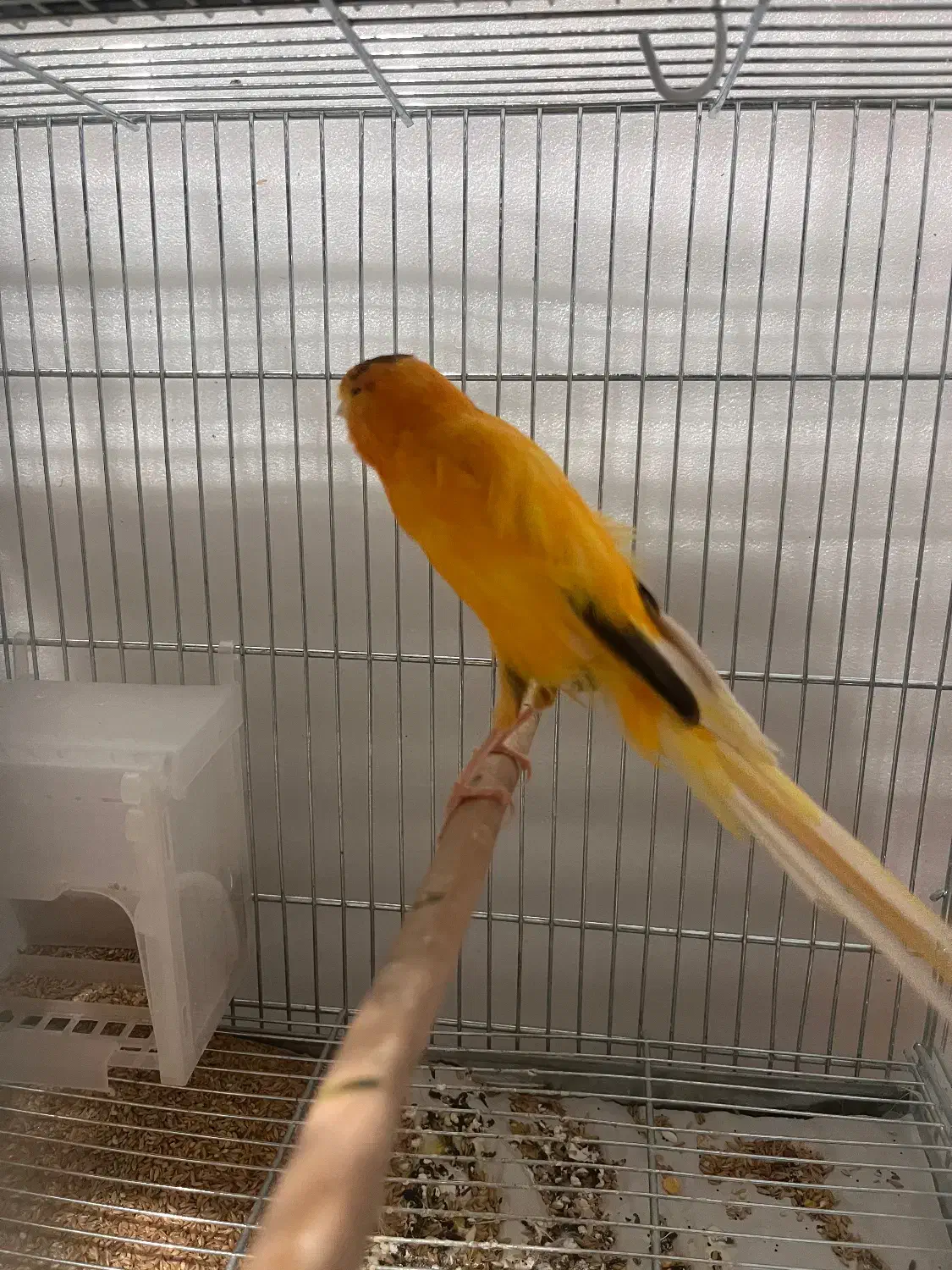 کشیده بلند|پرنده|سیرجان, |دیوار