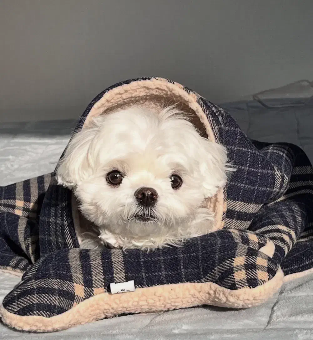 مالتیزی|سگ|تهران, شهرک غرب|دیوار