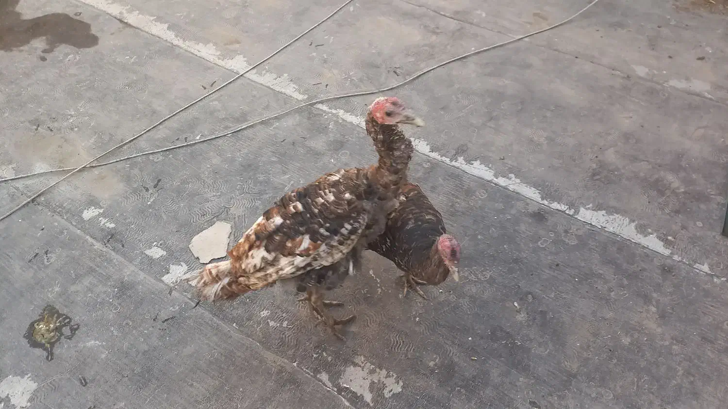 فروش بوقلمون|حیوانات مزرعه|پاکدشت, پاکدشت (مامازند)|دیوار