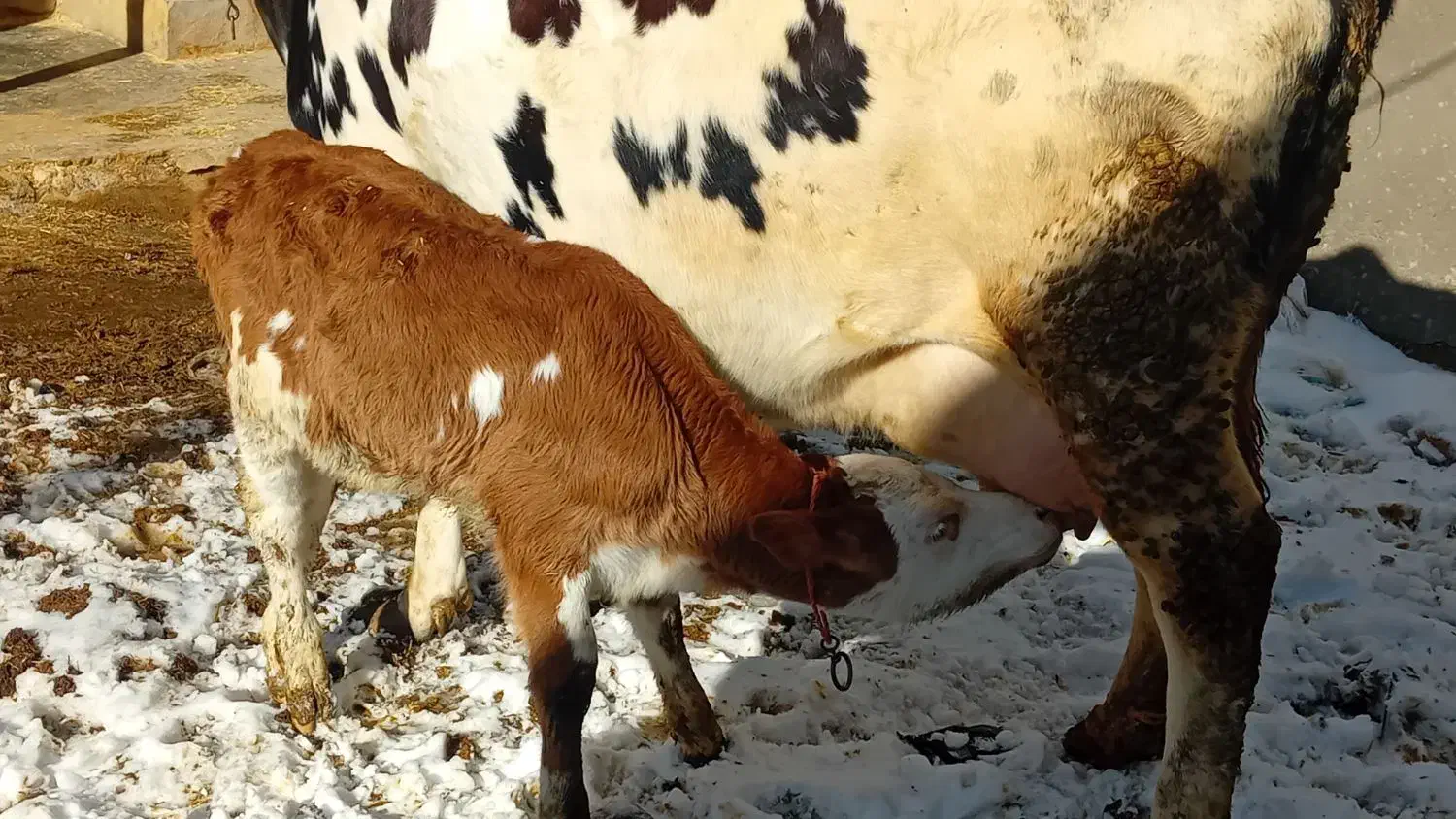 گاو گوساله|حیوانات مزرعه|قیدار, |دیوار