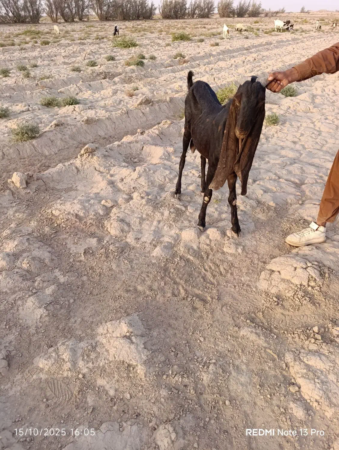 تکه  گلابی|حیوانات مزرعه|هیرمند, |دیوار