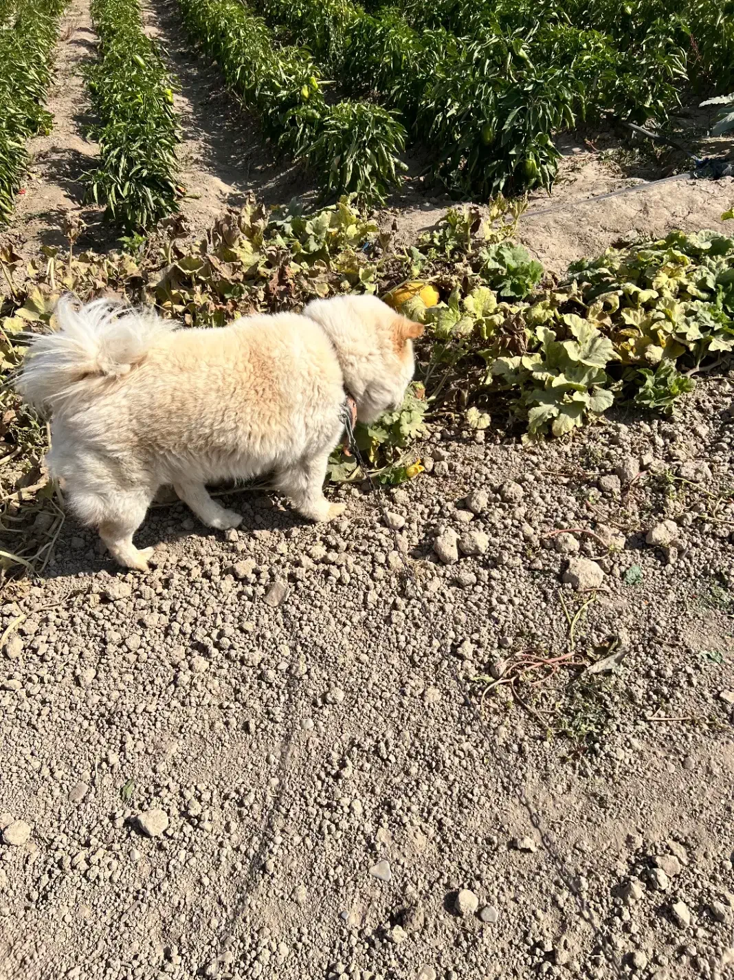 سگ چاو چاو 3ساله نر ۱۰میلیون قیمت|سگ|مشهد, میان ولایت|دیوار