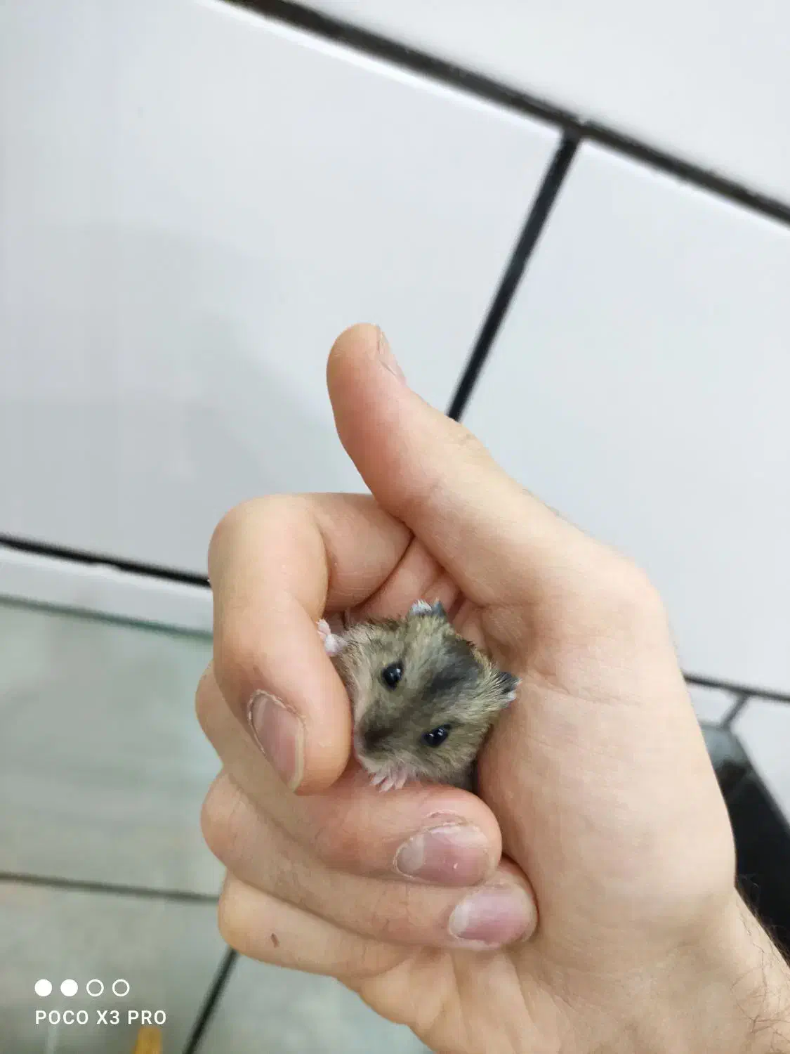 بچه همستر|موش و خرگوش|ساوه, |دیوار