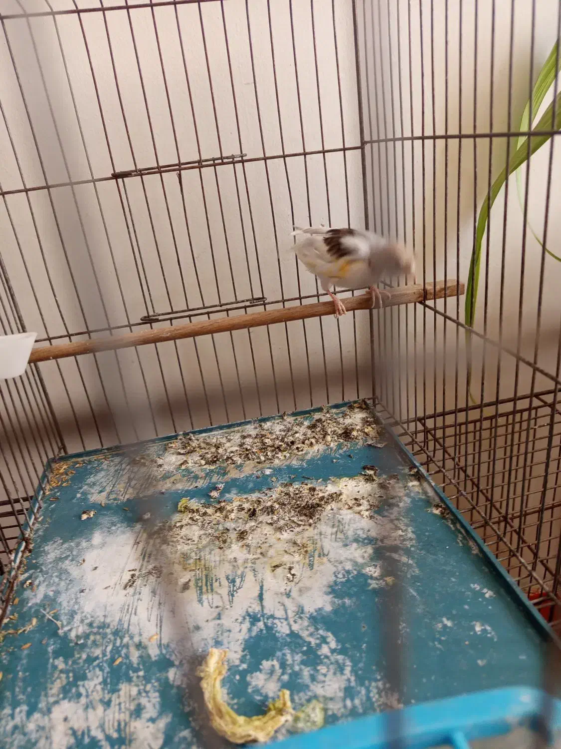 قناری جفتی سهره|پرنده|پاکدشت, پاکدشت (مامازند)|دیوار