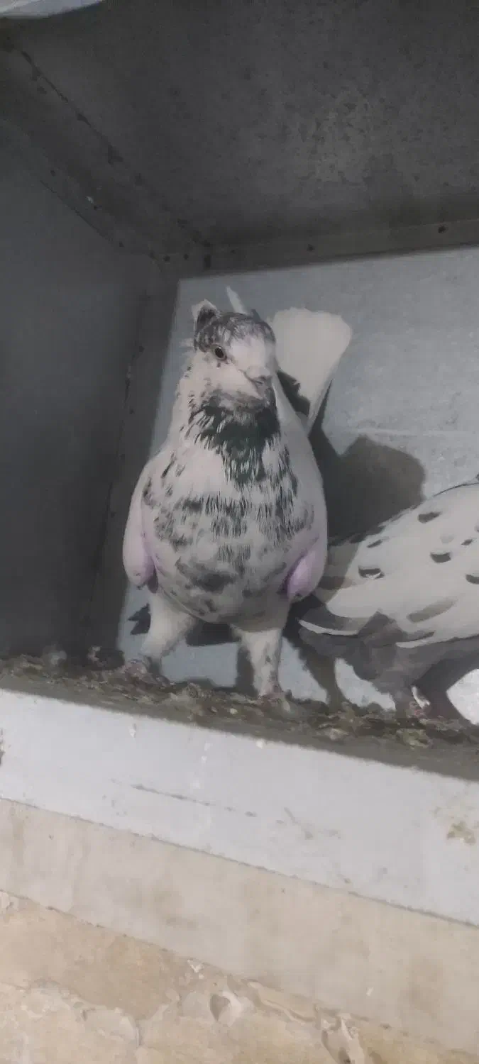 نرجوزی کاکلی درشت وپرشتی|پرنده|بروجرد, |دیوار