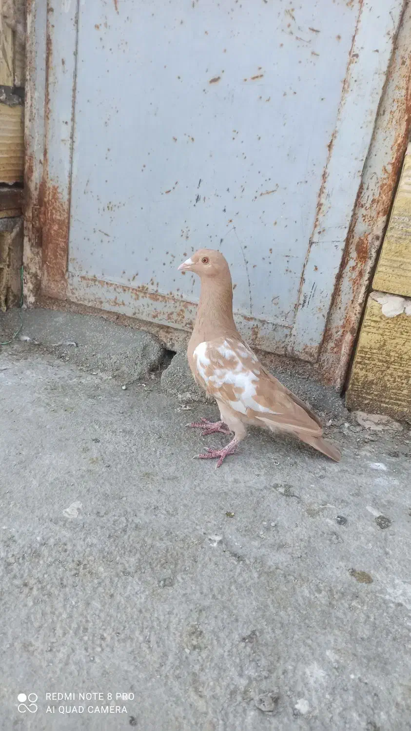 ماده میولمنز کار داده|پرنده|جهرم, |دیوار