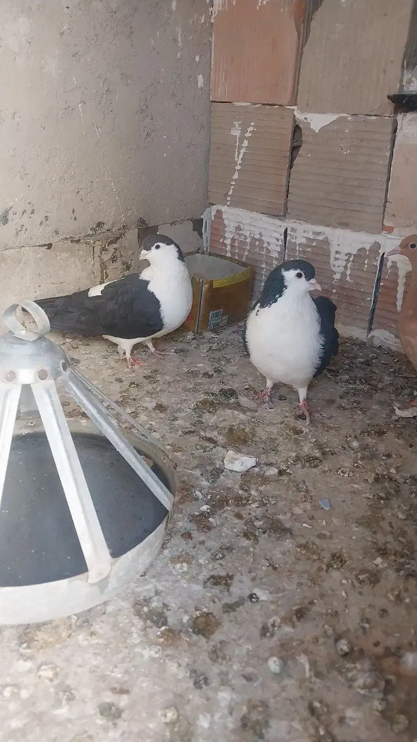 کبوتر .ساده پرشی|پرنده|شیروان (خراسان), |دیوار