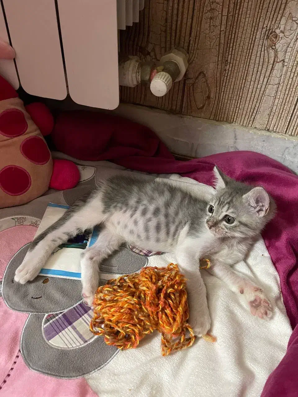 گربه نر|گربه|رشت, رشتیان|دیوار