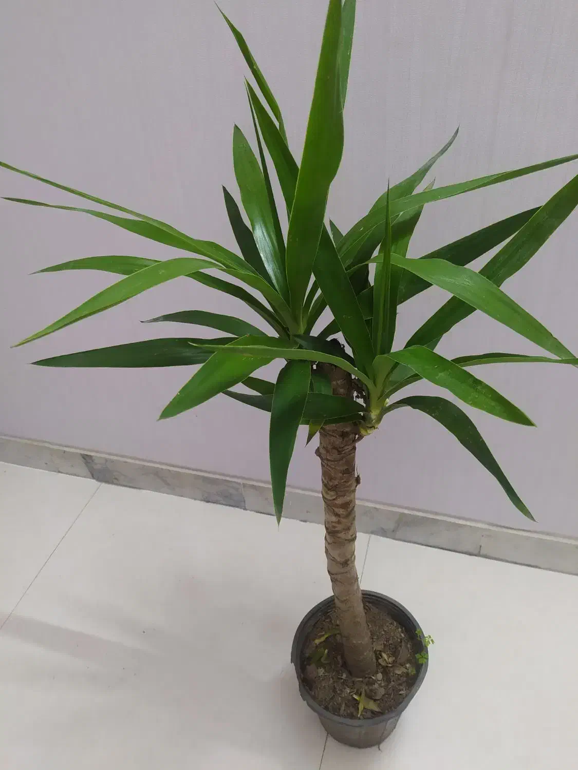 یوکای مقاوم فقط ۳۴۰|گل و گیاه طبیعی|اصفهان, سرچشمه|دیوار