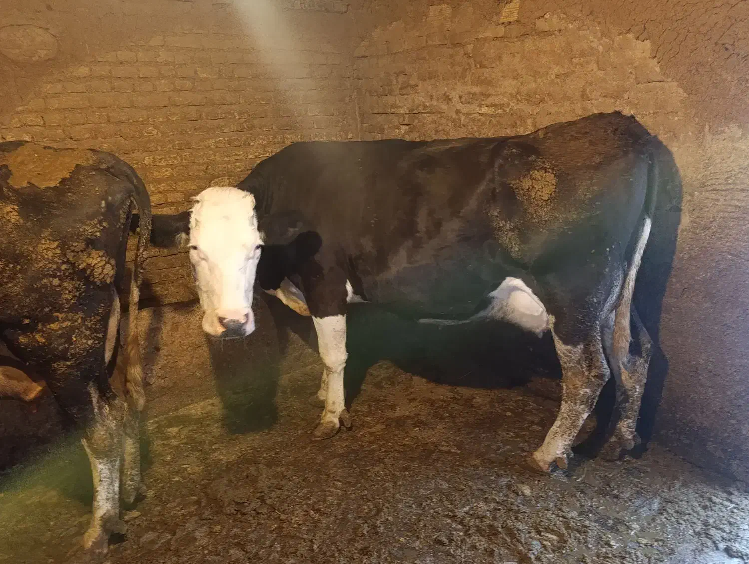 گاو جوان و چاغ|حیوانات مزرعه|جونقان, |دیوار