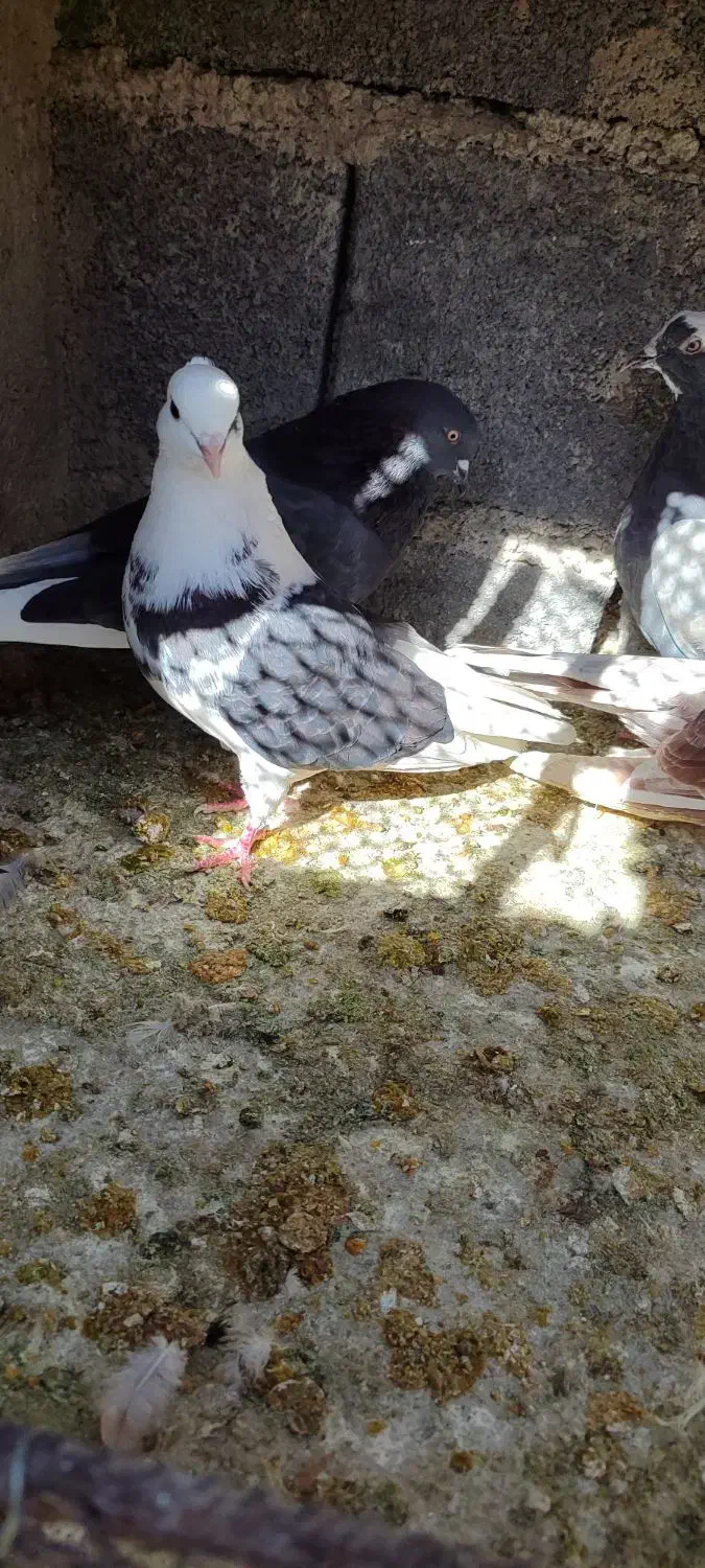 کفتر پرشی|پرنده|گلپایگان, |دیوار