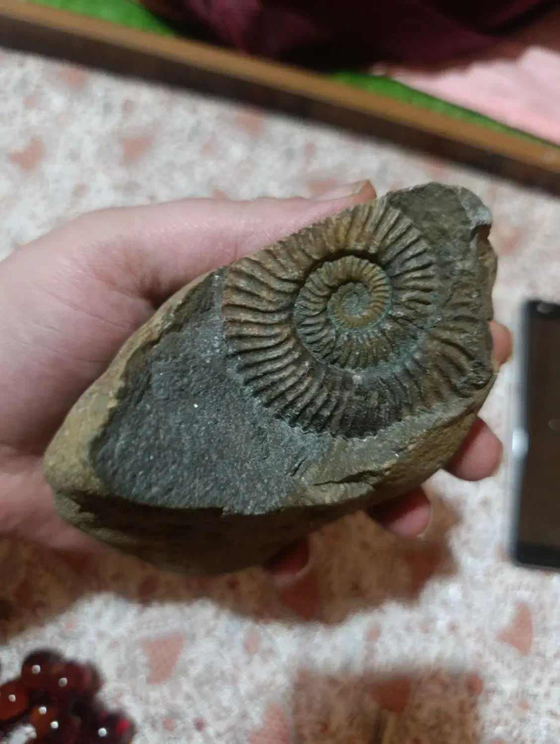 فسیل|کلکسیون اشیاء عتیقه|پردیس, فاز ۱|دیوار