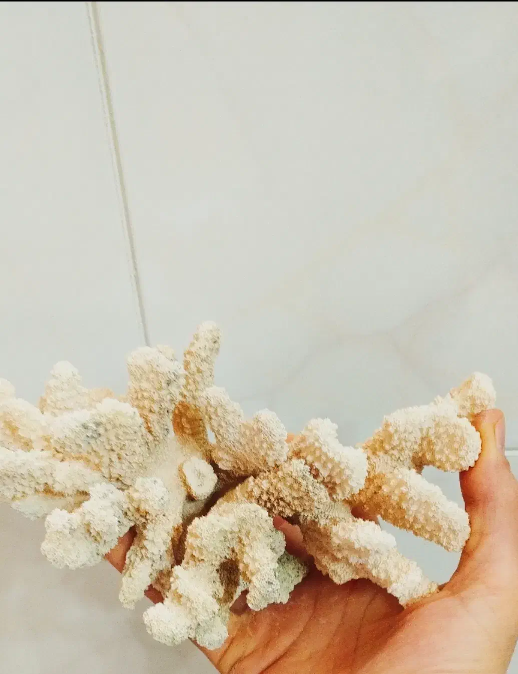 مرجان شاخ گوزنی|ماهی|سرپل ذهاب, |دیوار