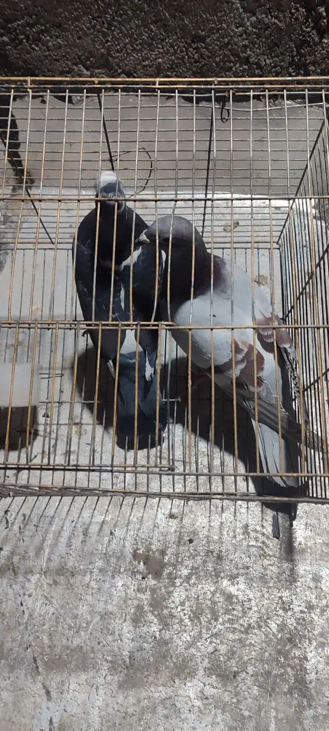 کفتر غریب گیر|پرنده|محمدشهر, محمدشهر|دیوار