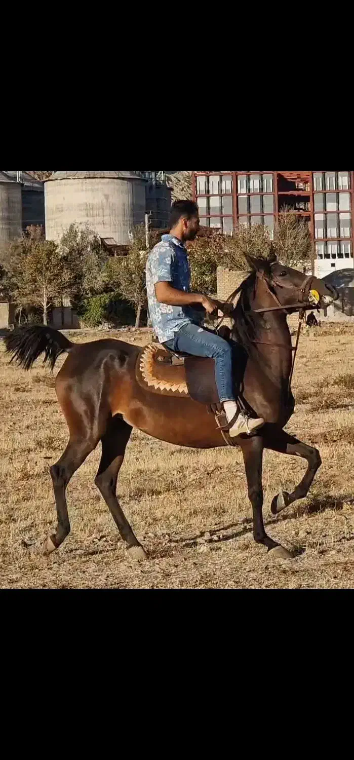 اسب مادیان|اسب و تجهیزات اسبسواری|کرمانشاه, |دیوار