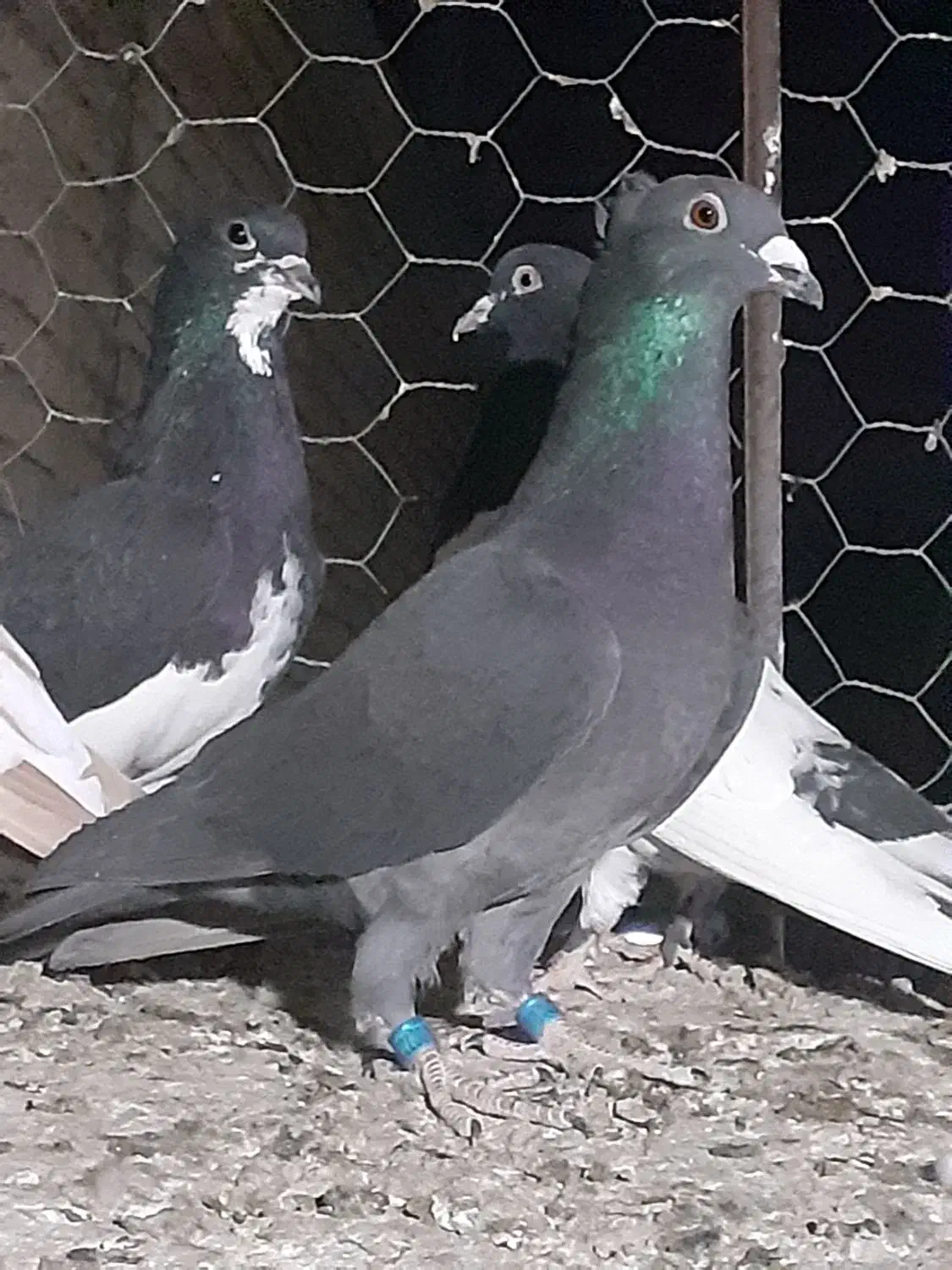 سیاه کاکلی پلاکی|پرنده|فسا, |دیوار