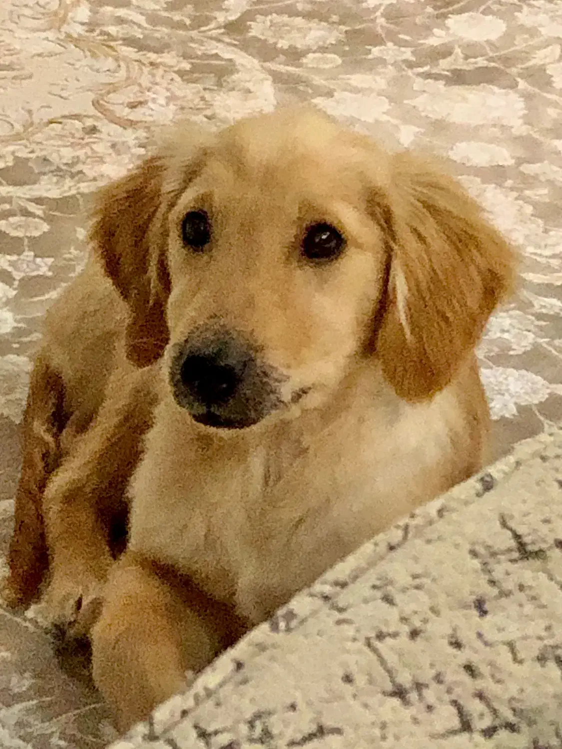 گلدن رتریور دارچینی|سگ|اردبیل, |دیوار