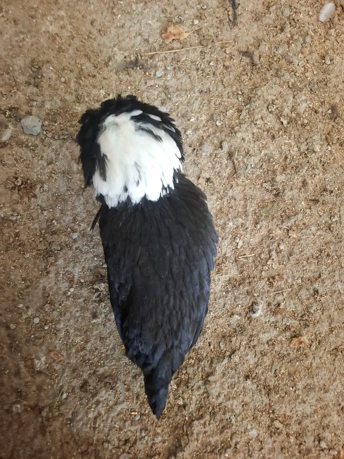 مرغ فروشی|حیوانات مزرعه|قم, نوقطار|دیوار