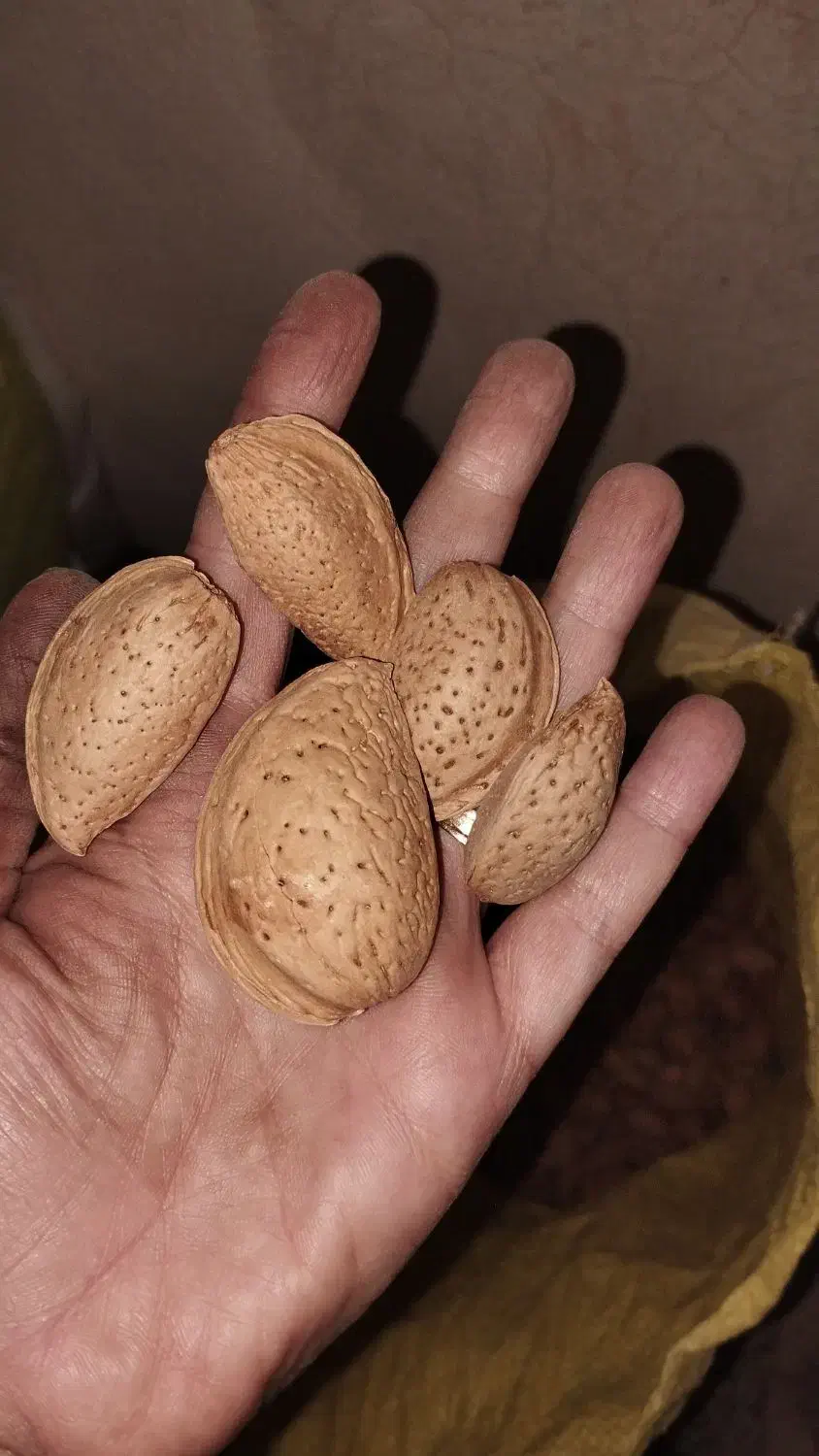 گردو کاغذی|خوردنی و آشامیدنی|شیراز, گویم|دیوار