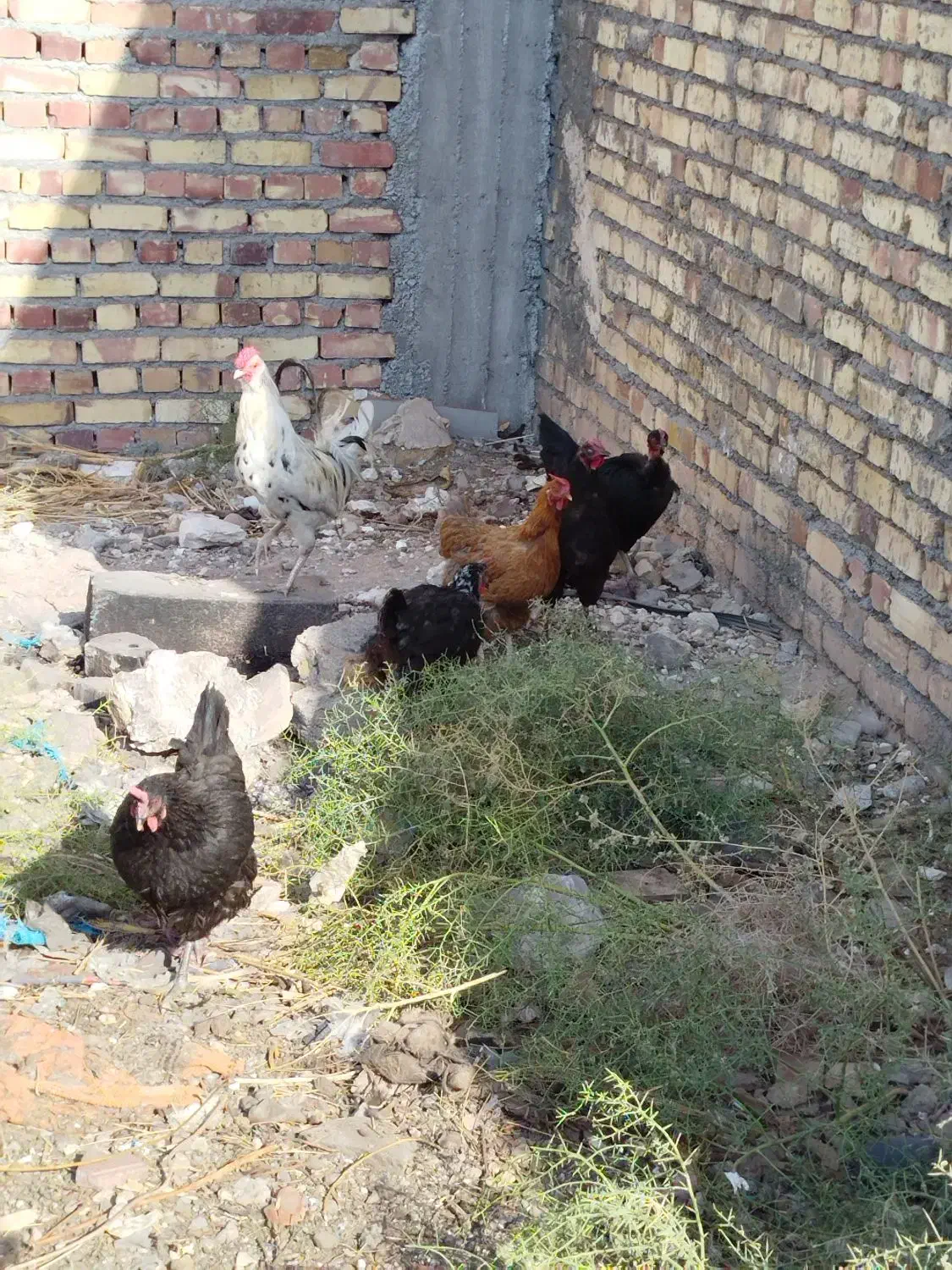 ۵تا مرغ و یک خروس|حیوانات مزرعه|تربت جام, یحیی آباد|دیوار