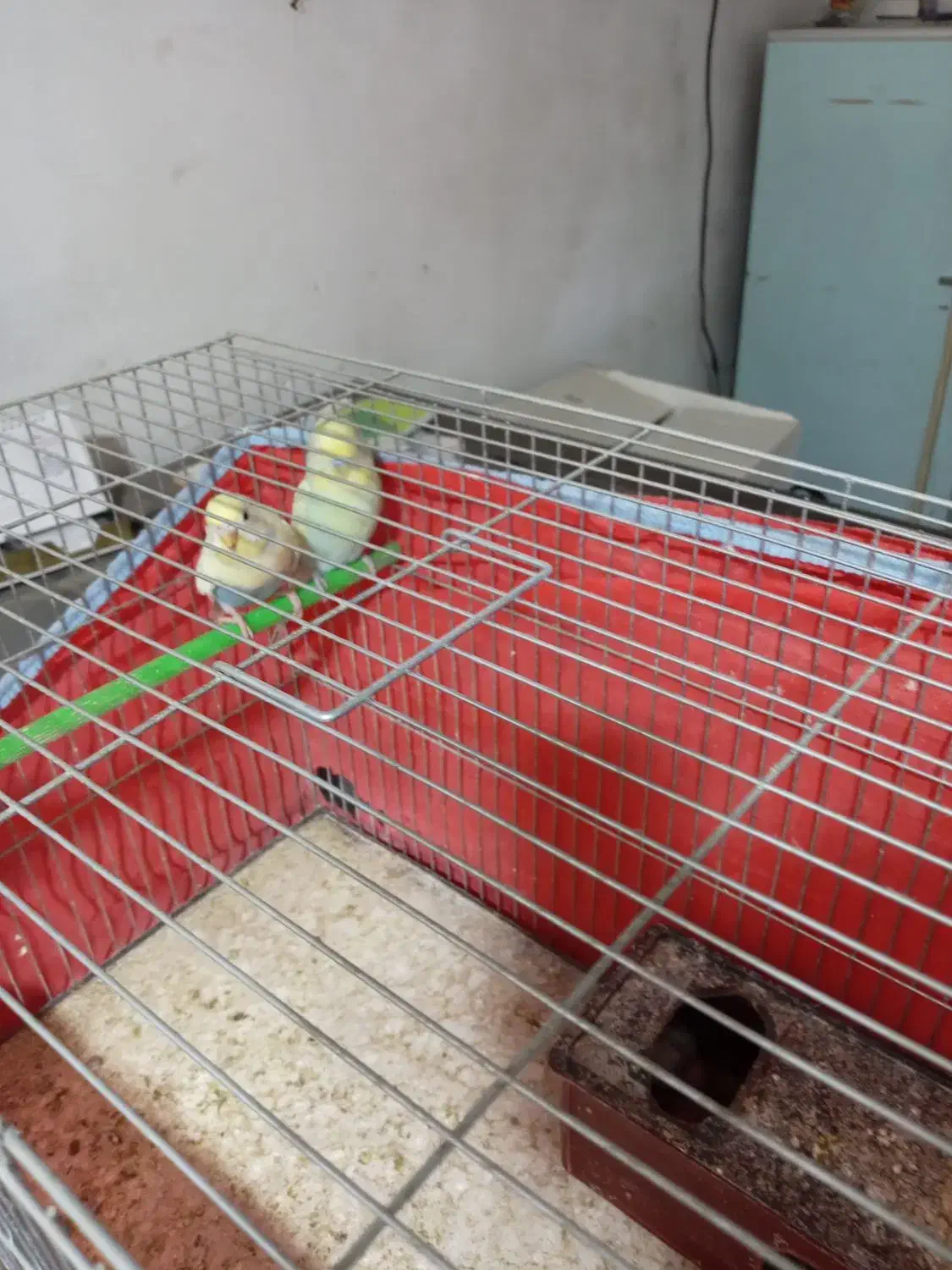 عشق|پرنده|خمینی‌شهر, |دیوار