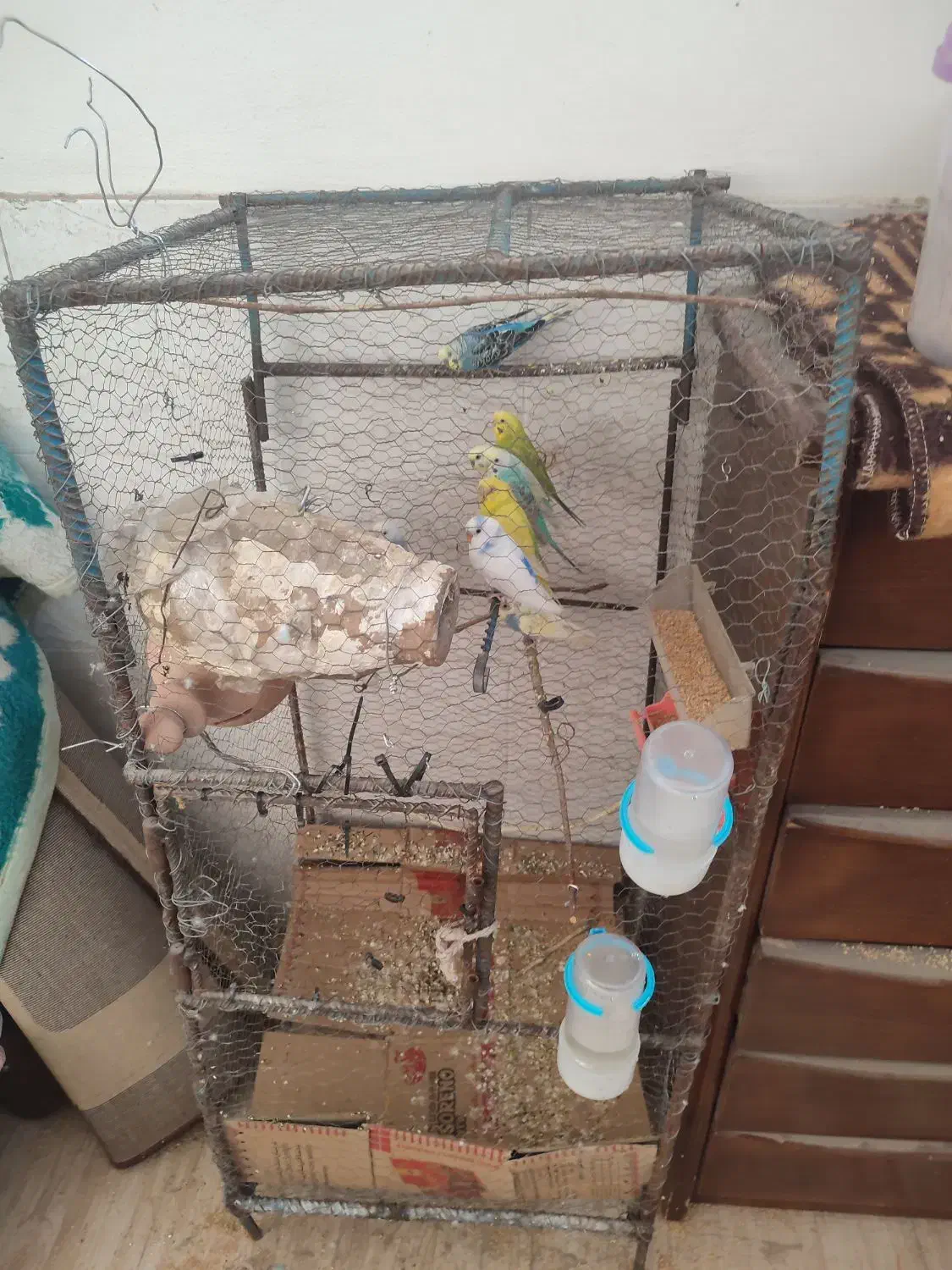 مرغ عشق|پرنده|گنبد کاووس, |دیوار