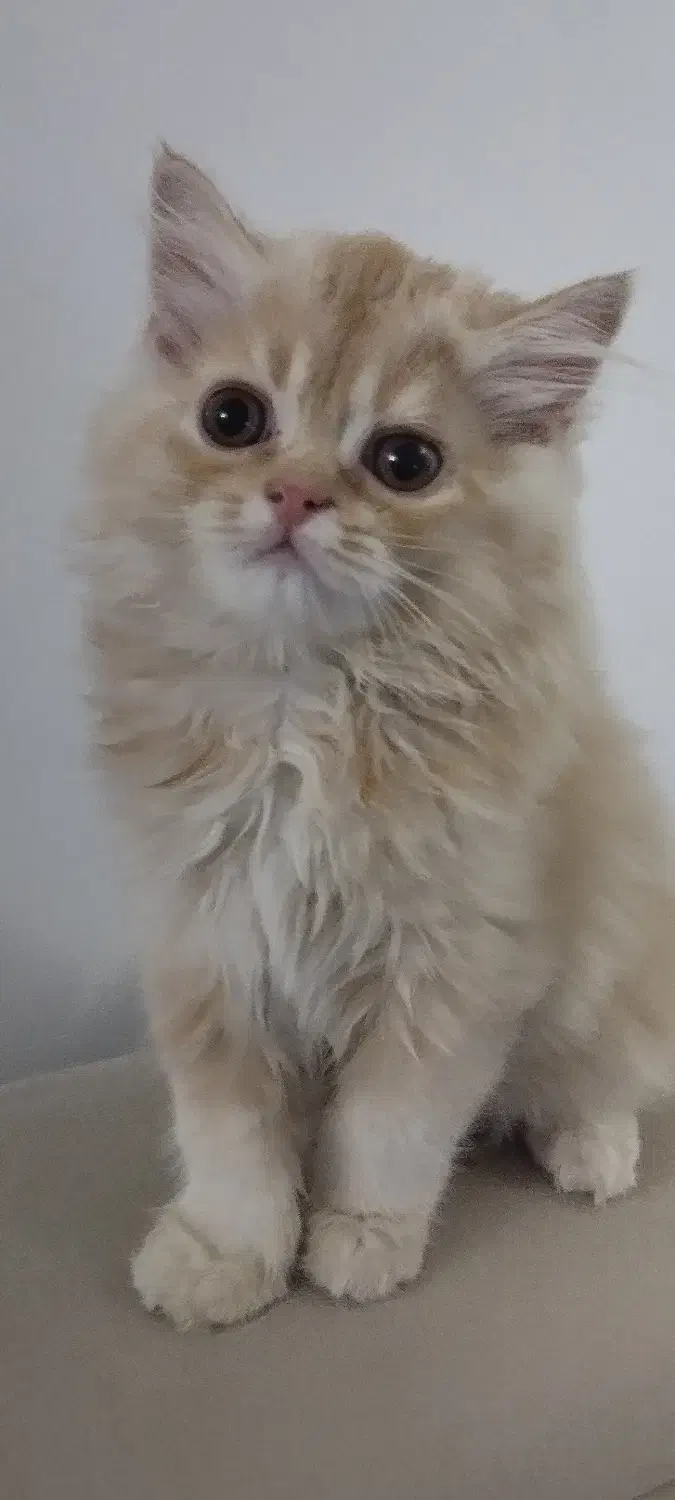 بچه گربه۳ماهه پسر|گربه|پاکدشت, پاکدشت (مامازند)|دیوار