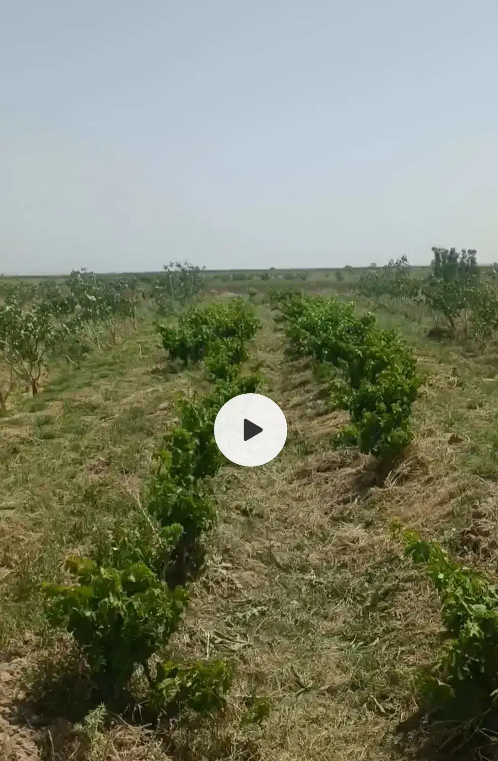 2ساعت آب و باغ پسته|فروش دفتر صنعتی، کشاورزی، تجاری|انابد, |دیوار