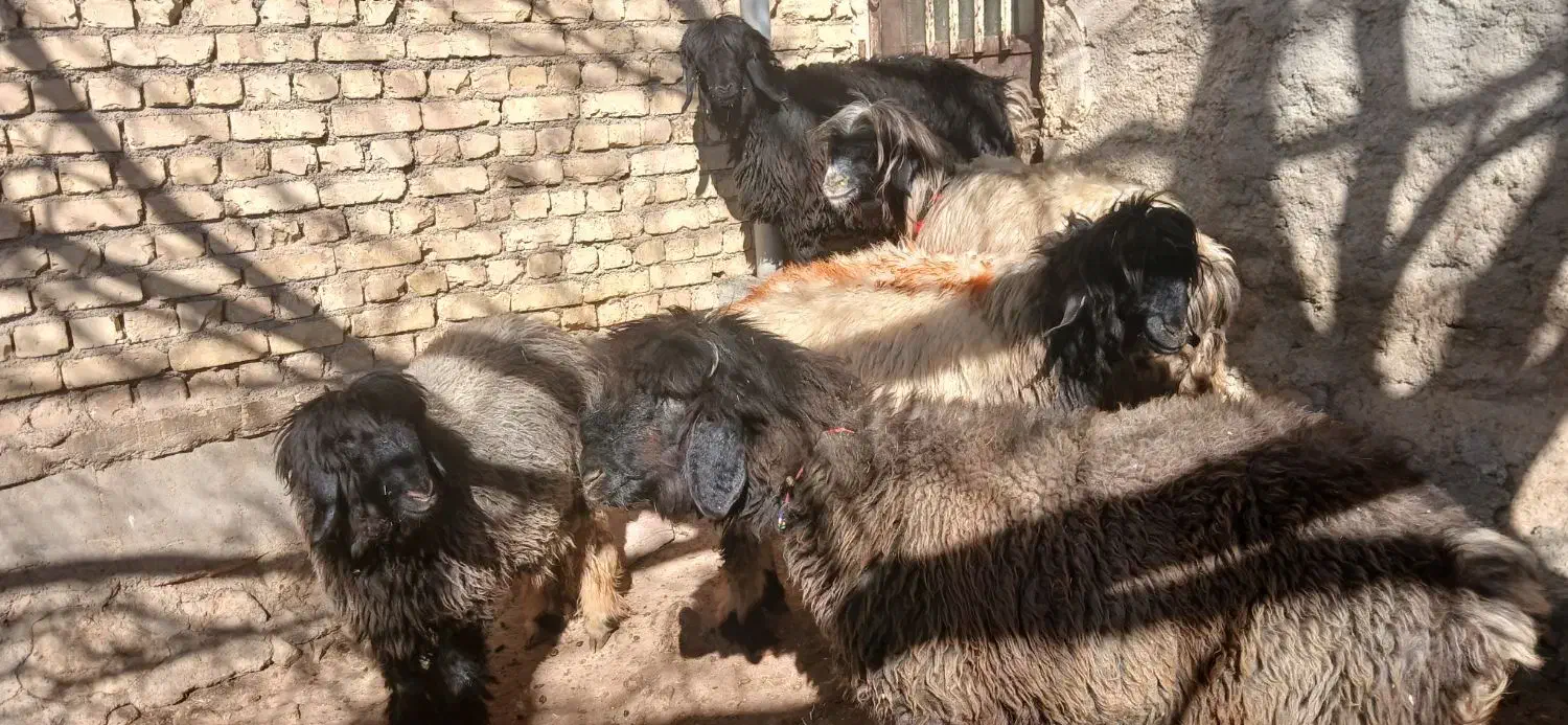 فروشی|حیوانات مزرعه|بابا حیدر, |دیوار