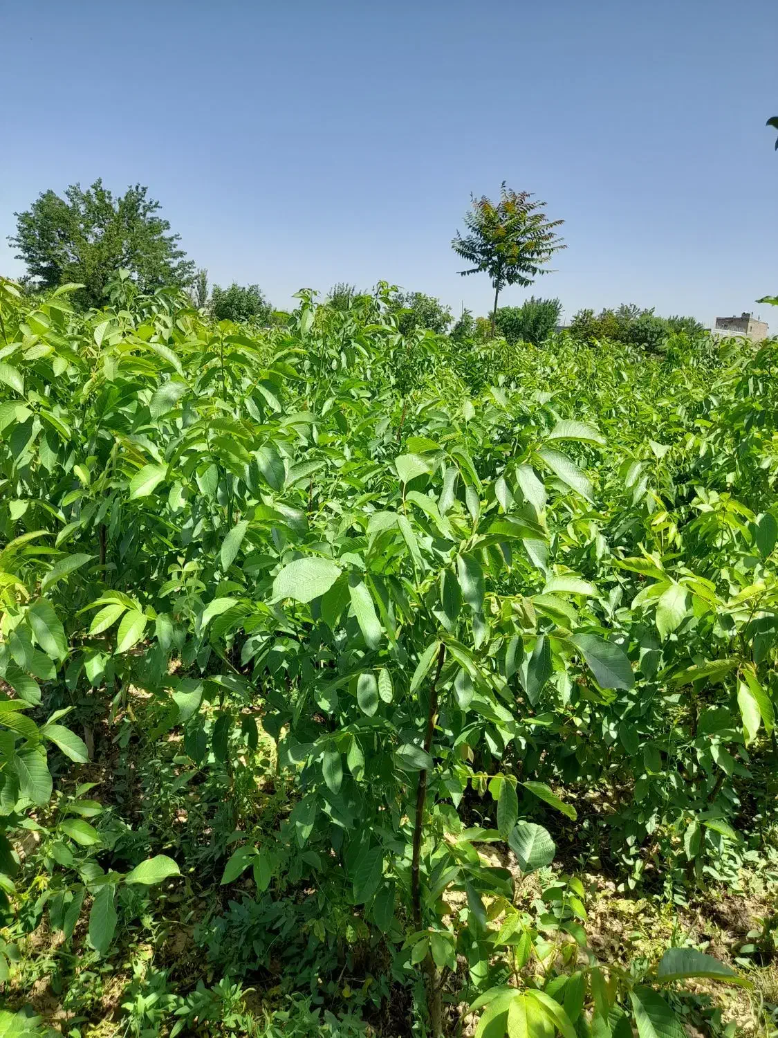 فروش انواع نهال ها|خدمات باغبانی و درختکاری|میاندوآب, |دیوار