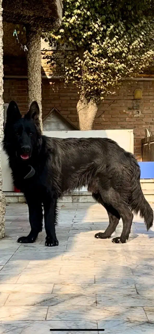 ژرمن بلک اصیل یک ساله|سگ|کرج, گلدشت|دیوار