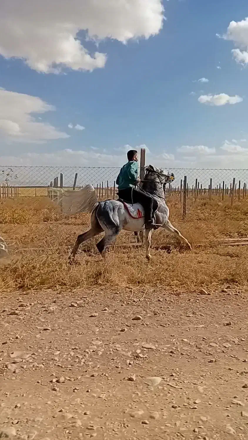 اسب کرد مدارکدار|اسب و تجهیزات اسبسواری|قیدار, |دیوار