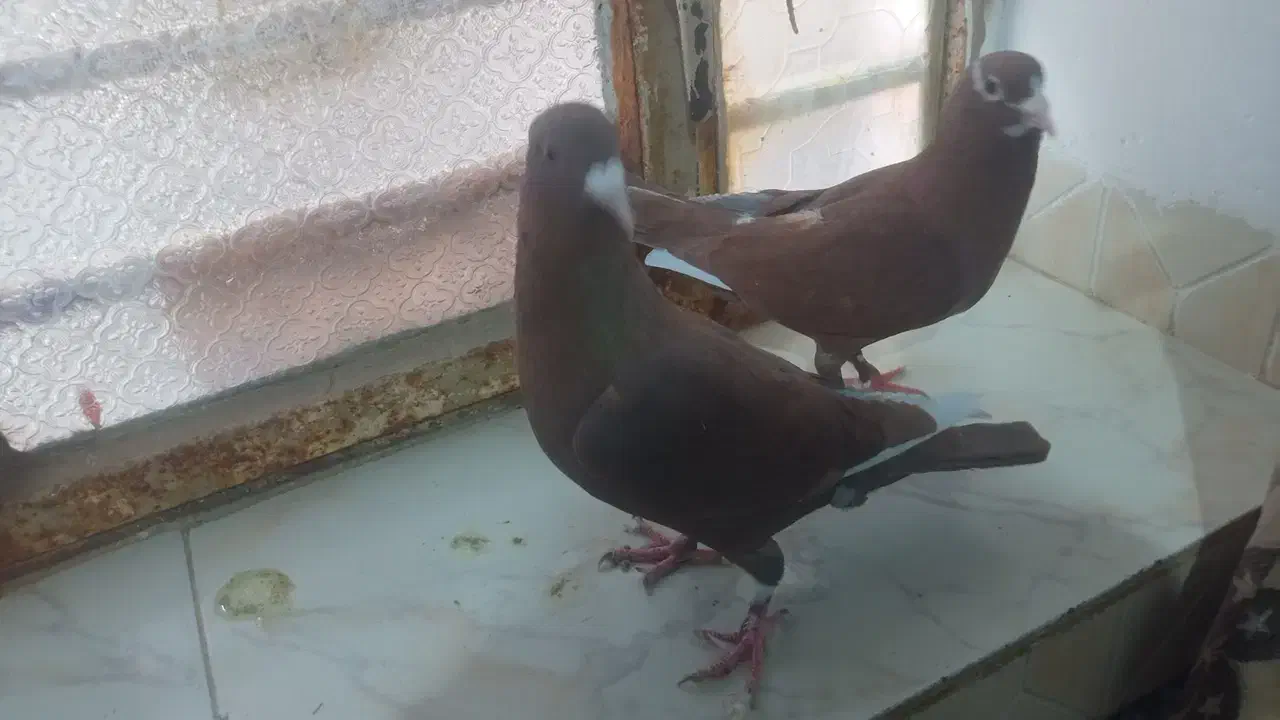 کبوتر|پرنده|زابل, |دیوار