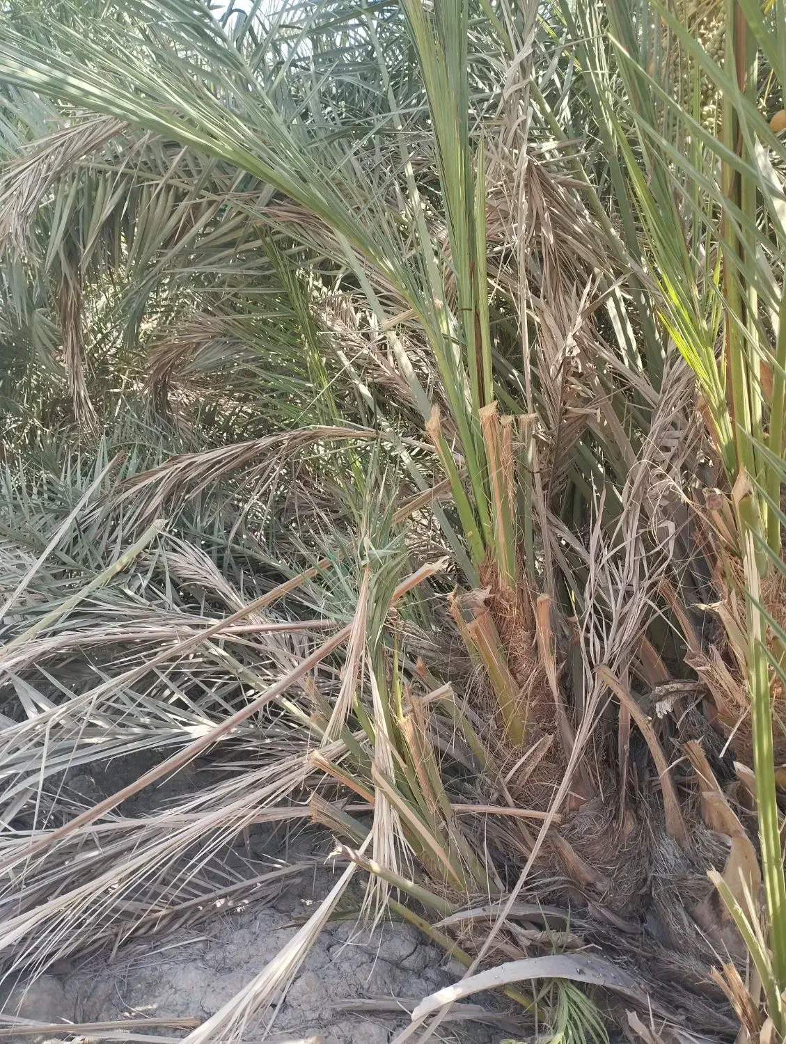 فروش نخل برجی ۲۰ کیلو به بالا شرطی|گل و گیاه طبیعی|باوی, |دیوار