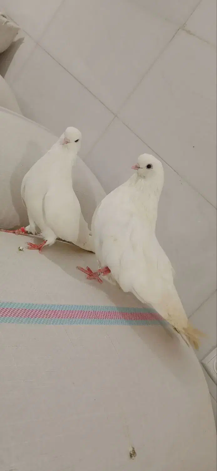 کفتر سفید تهرانی|پرنده|میناب, |دیوار