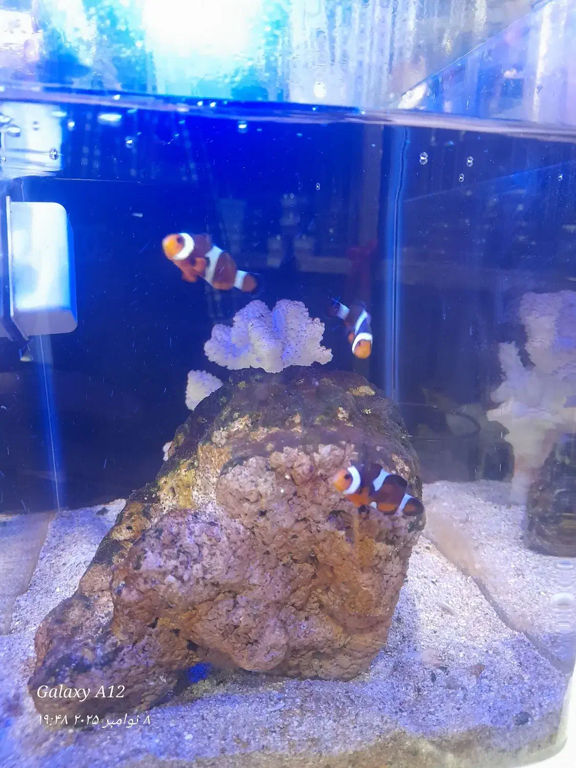 آکواریوم نمو شهرستان قوچان|ماهی|قوچان, |دیوار