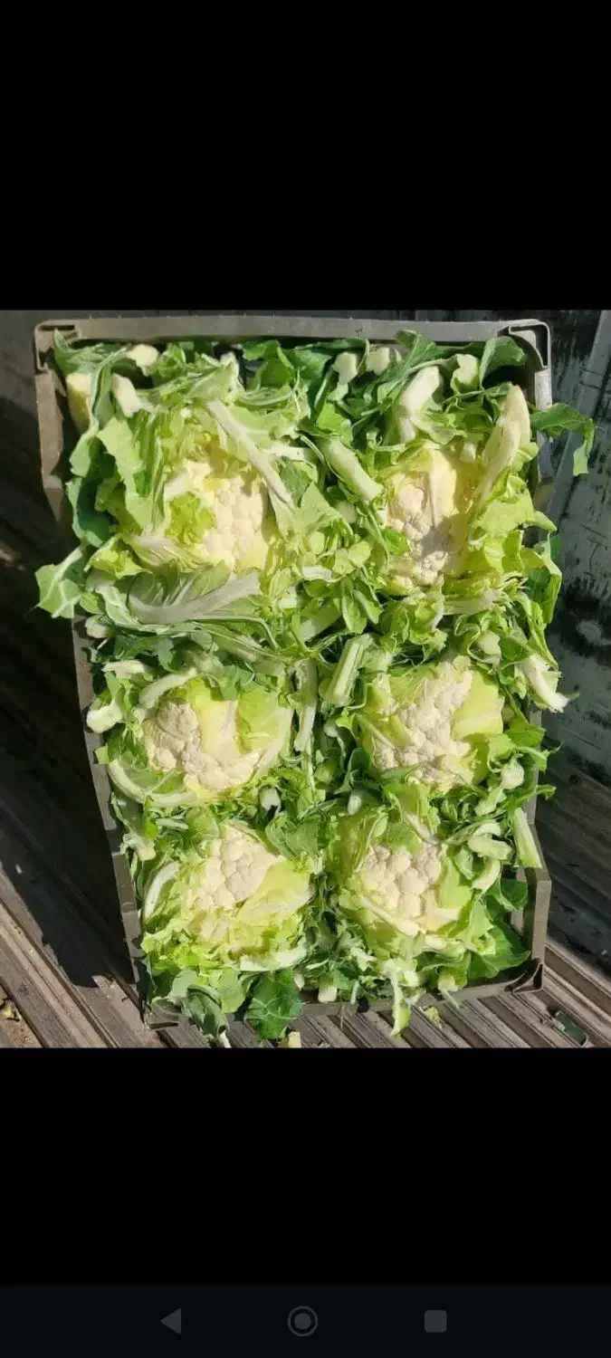 گل کلم|فعالیت داوطلبانه تحقیقاتی|دزفول, |دیوار