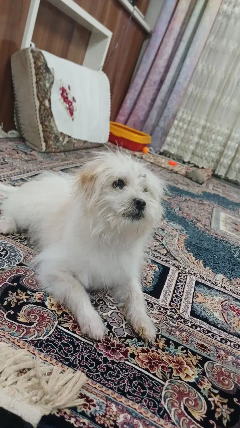 سگ پاکوتا شیتزو|سگ|تبریز, |دیوار