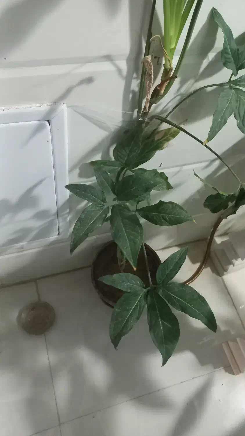 فروش گل|گل و گیاه طبیعی|قروه, |دیوار