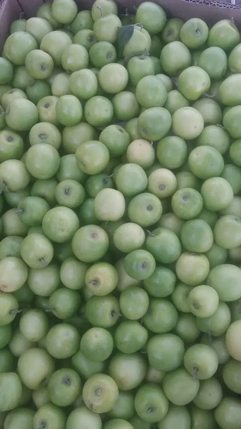 کنار سیبی|خوردنی و آشامیدنی|رودان, |دیوار