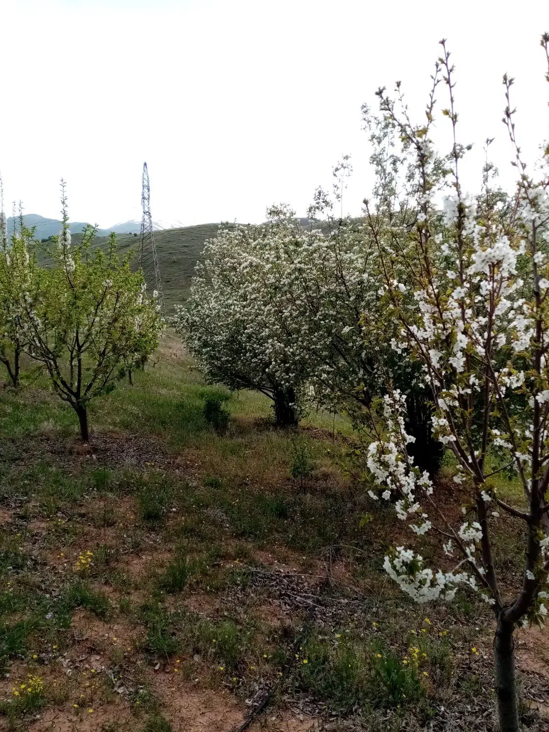 مشارکتی باغ|اجارهٔ دفتر صنعتی، کشاورزی، تجاری|موچش, |دیوار