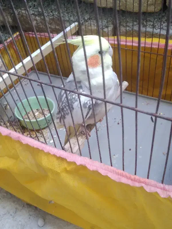 عروس هلندی نر سخنگو سالم سرحال مست|پرنده|دره شهر, |دیوار