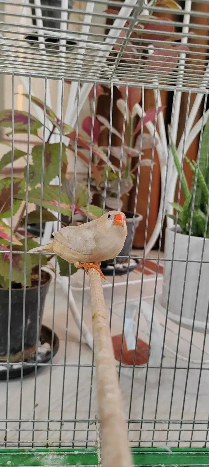 یک عدد ماده ایزابل اورنج و یک عدد نر کینگ اروپایی|پرنده|اصفهان, درب کوشک|دیوار