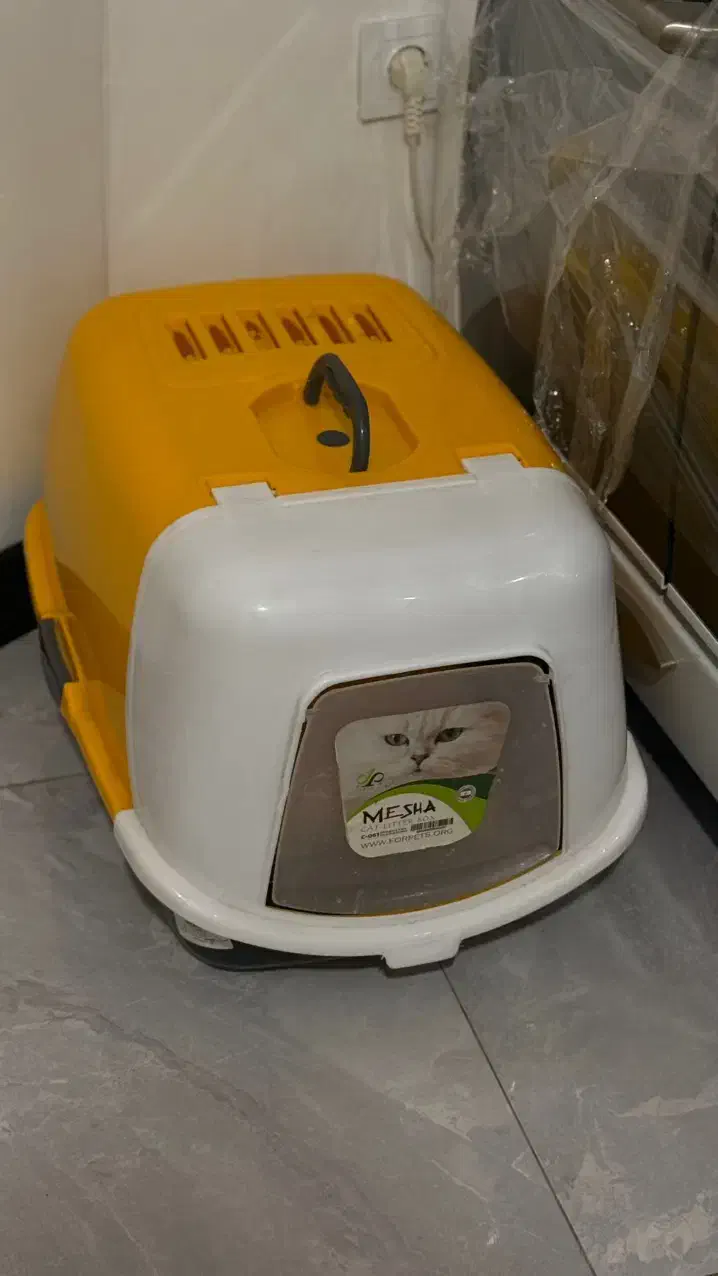 گربه اسکاتی ۱۶ ماهه|گربه|ساری, |دیوار