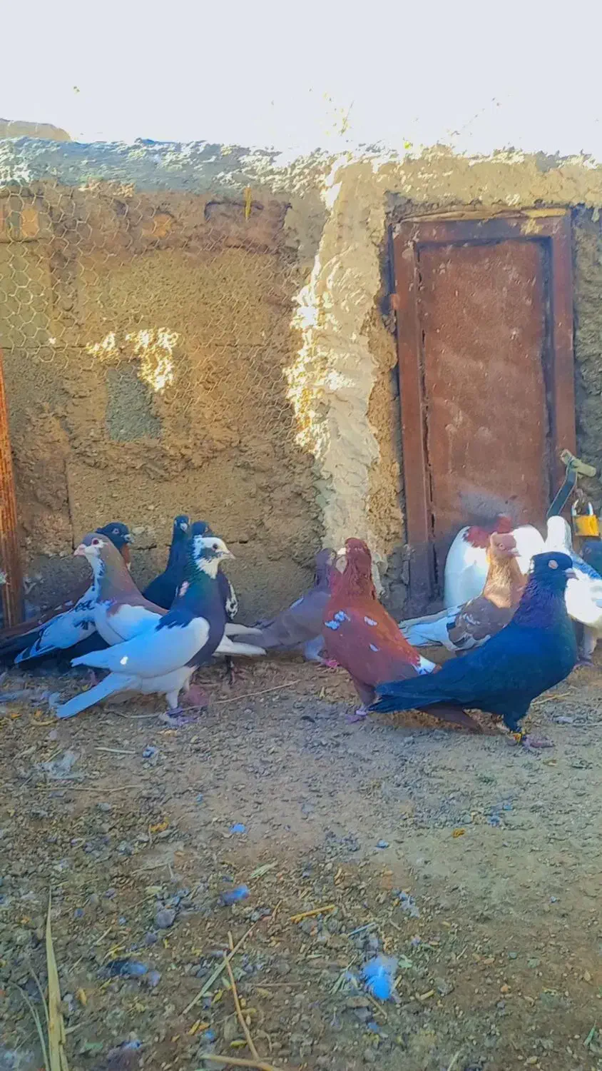 کبوتر بهبهانی نر|پرنده|سیدان, |دیوار